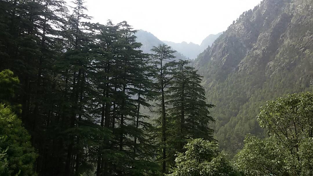 Hotel Deep Forest Kasol Zewnętrze zdjęcie
